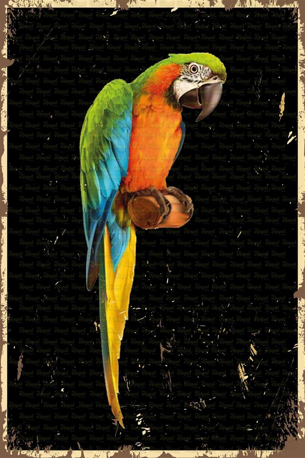 Papağan Görselli Retro Ahşap Poster002