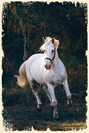 Beyaz At Ahşap Poster