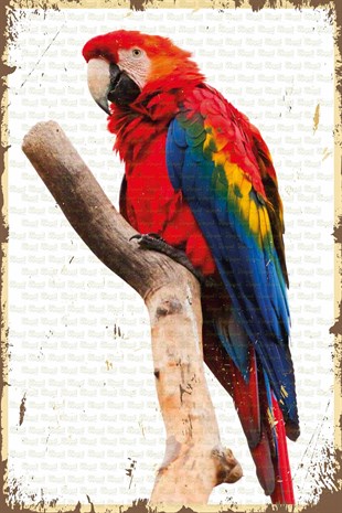 Papağan Görselli Retro Ahşap Poster